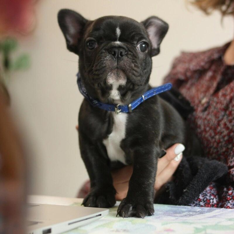 Щенок на ручках