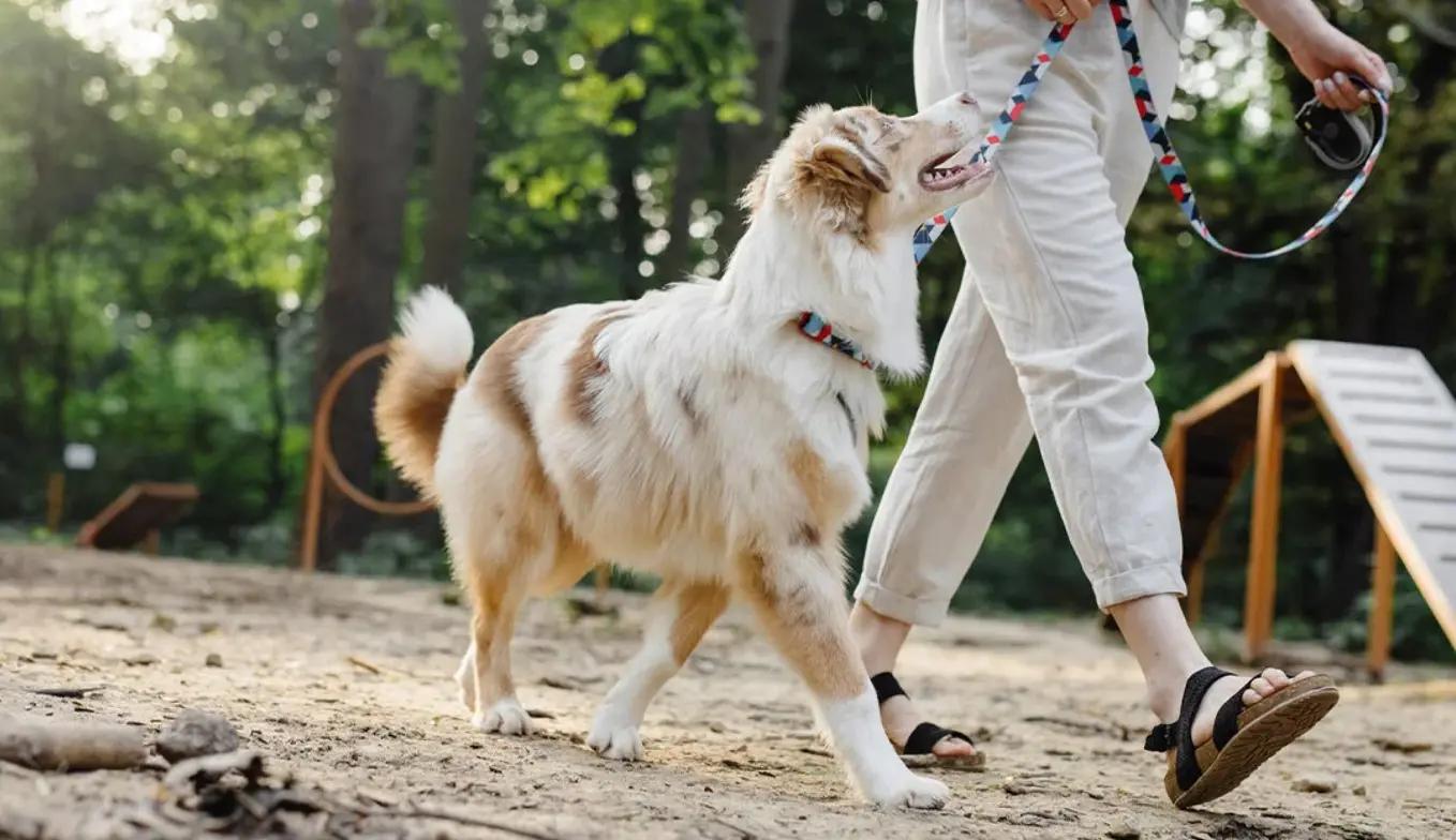 Щенок на ручках