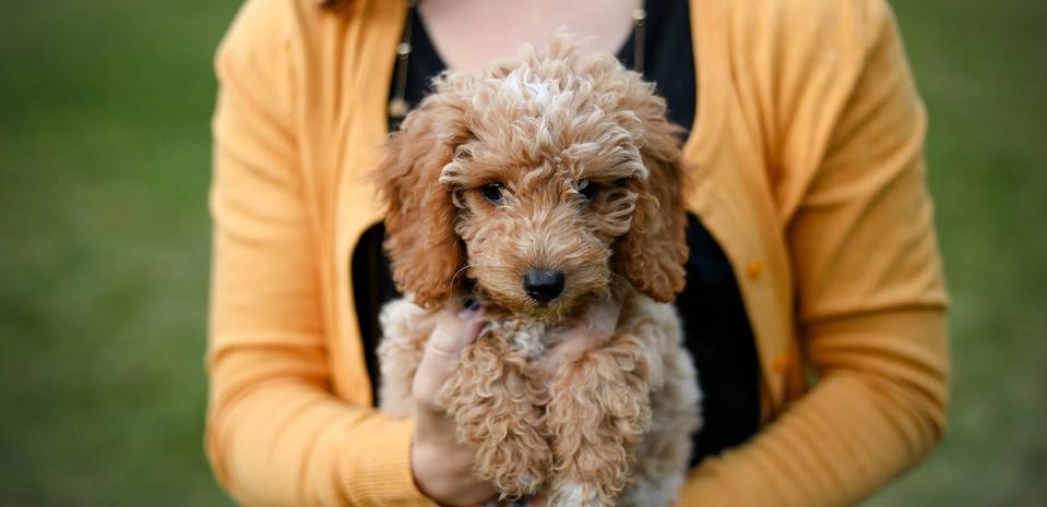 Щенок на ручках