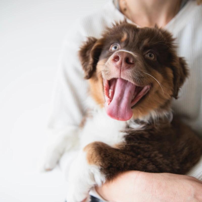 Щенок на ручках